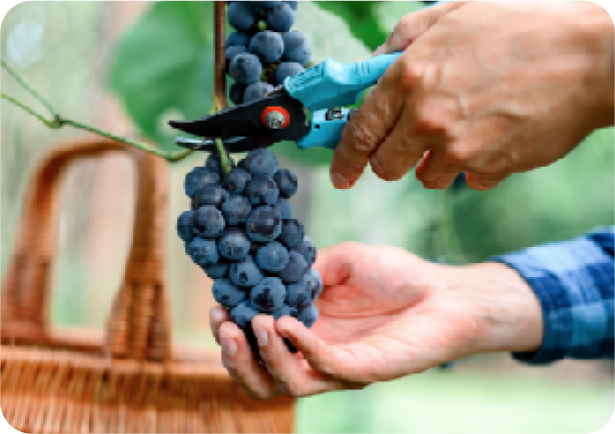 Czas na winobranie! Czas na Świętowanie!